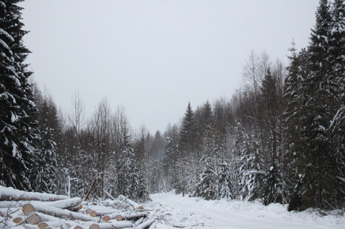 Заготовка леса в зимнюю пору