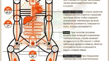 Как заменить поликарбонат в теплице: шаг за шагом