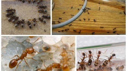 Как уничтожить муравьёв?