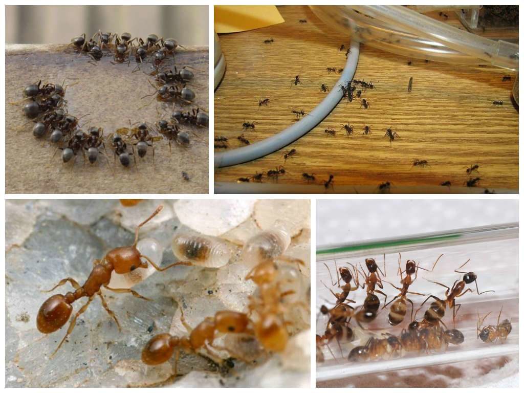 Как уничтожить муравьёв?