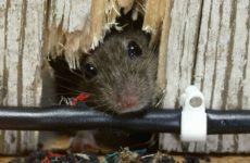 Уничтожение крыс и мышей в Сочи: как избавиться от этих вредителей навсегда