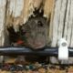 Уничтожение крыс и мышей в Сочи: как избавиться от этих вредителей навсегда