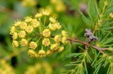 Веник из можжевельника: целебные свойства, аромат и практика использования в бане