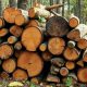 Дрова из плодовых деревьев: аромат, который меняет уют дома